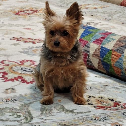 Pet & Urine Treatment