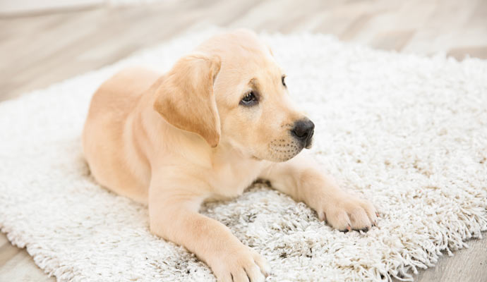 pet on dirty rug