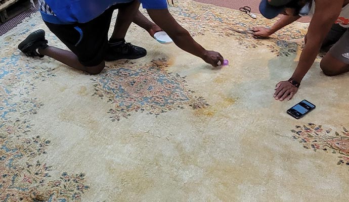 Professional inspecting rug